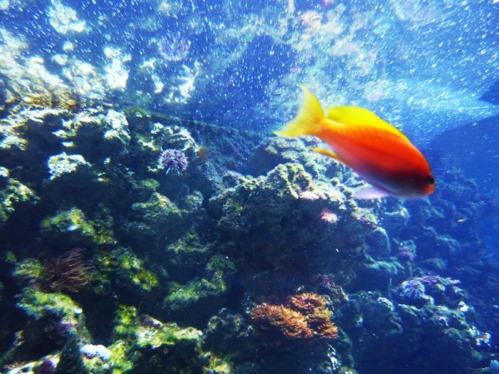 Fisch an Land: Labyrinthfische