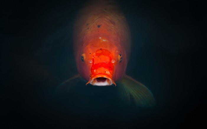 Koi-Teich im Winter: Das Wichtigste ist Ruhe