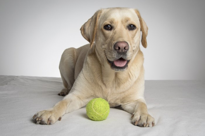Zwei, die perfekt zusammen passen: Labrador und Familie