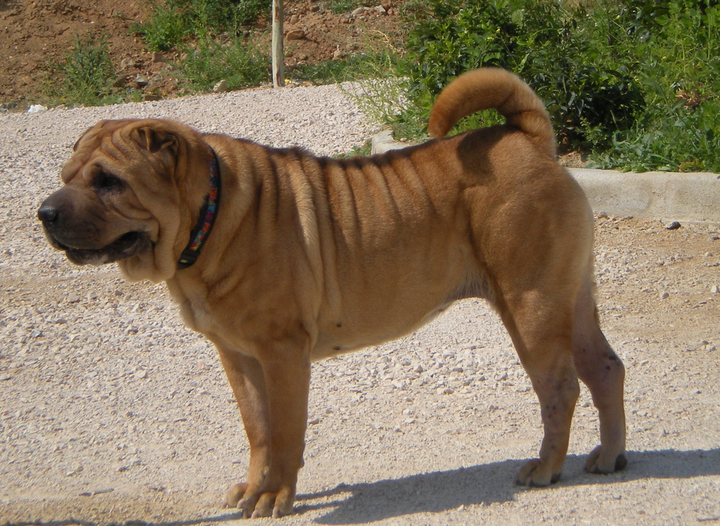 Hunde und Knoblauch: Vorsicht bei Zwiebeln und Knoblauch beim Hund