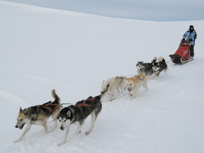 Schlittenhunderennen 29.01. bis 31.01.2016