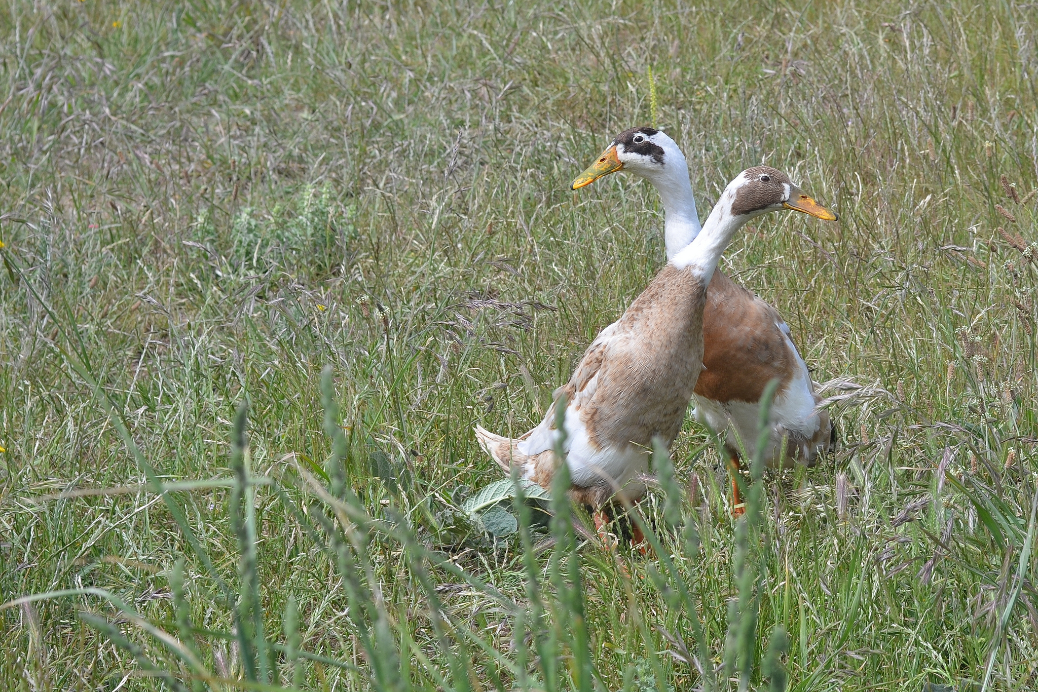Bussard greift Jogger an: Der Grund ist so einfach…