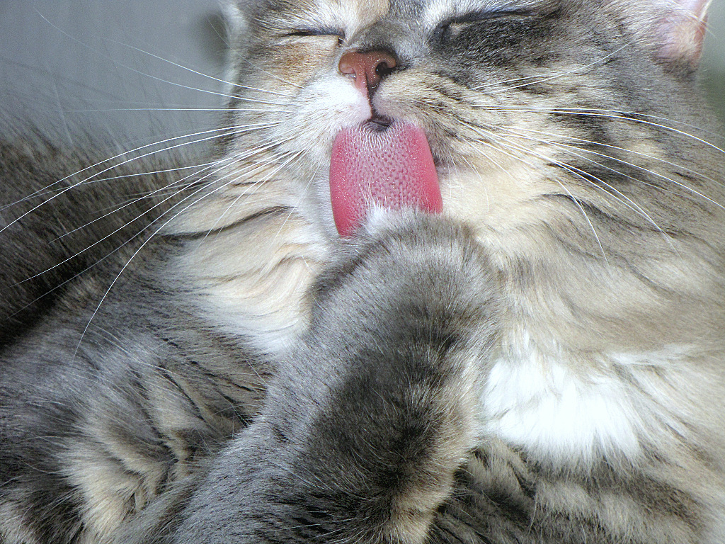 Erfolgsrezept für Erfolg bei Frauen: Katzen machen Männer sexy