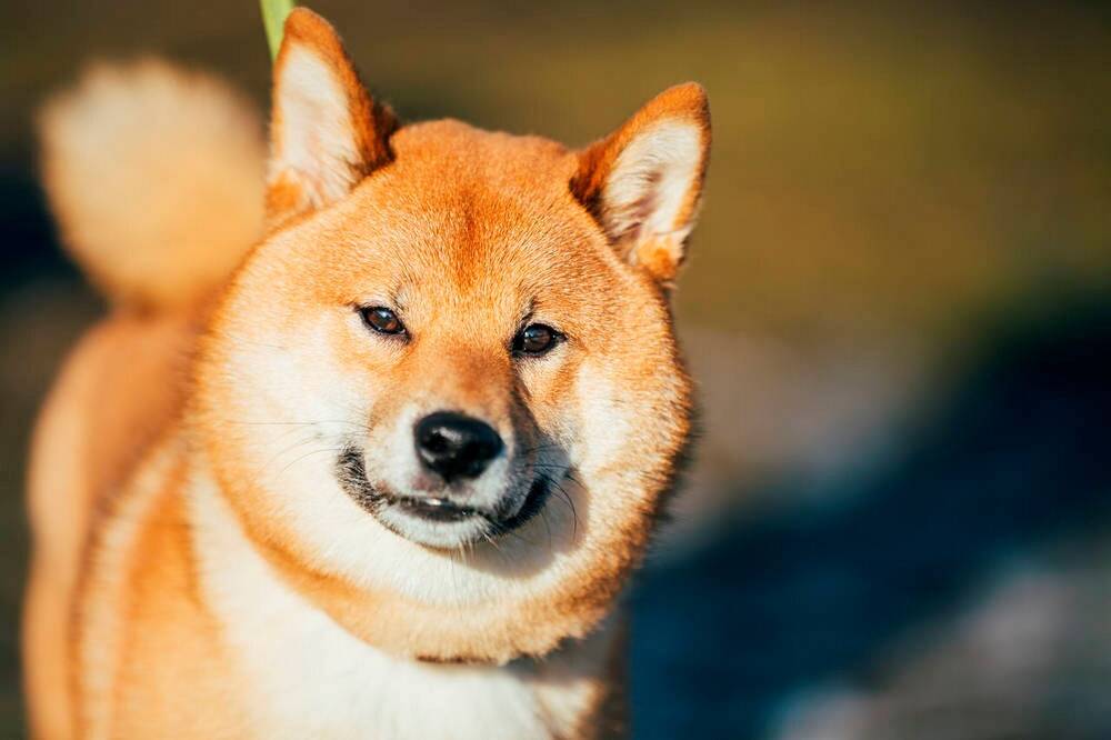 Shiba Inu - wunderschöner Beschützer mit eigenem Charakter!